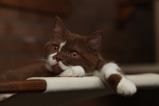 Коты и Кошки