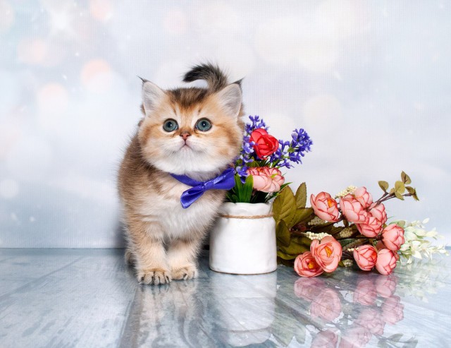 Коты и Кошки
