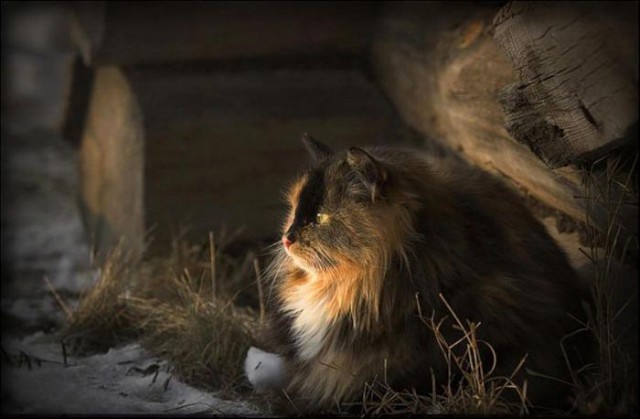 Кот без прикрас