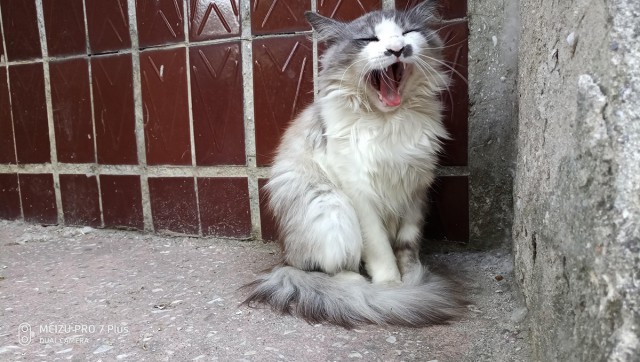 Котовторник 29.5.18