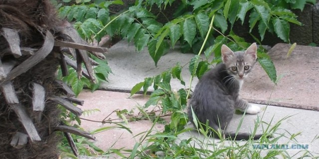 Котовторник  на  ЯПлакалъ