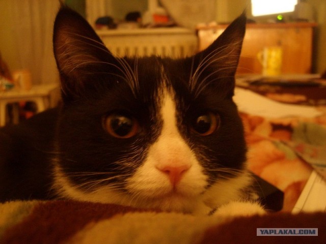 Котовторник на ЯПе (21.04.2009)