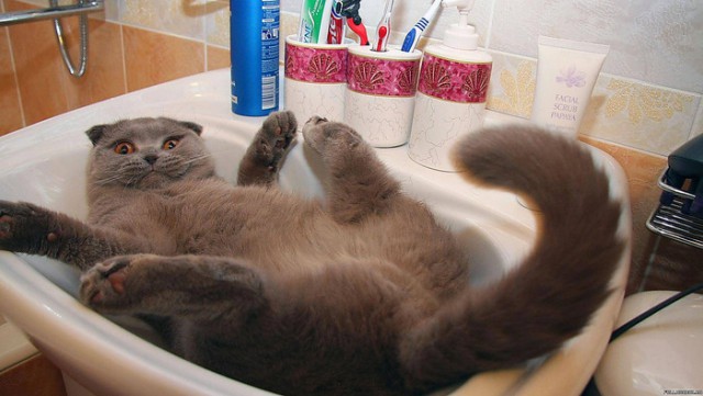 Прикольных котов пост