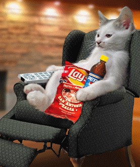 Коты и ТВ