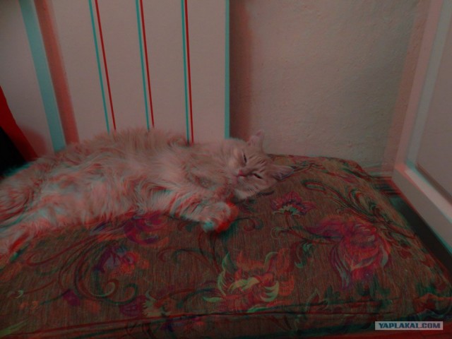 Как же можно про котовторник забыть?!