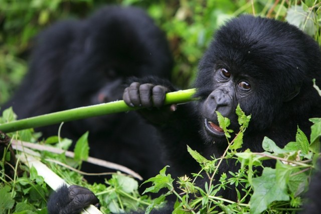 Убийство в Национальном парке Virunga (+18)