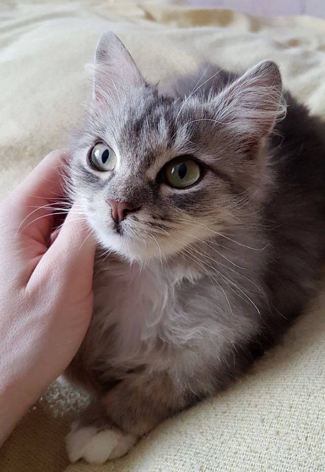 Прикольных котов пост