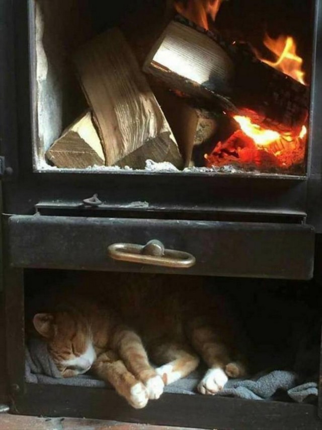Прикольных котов пост