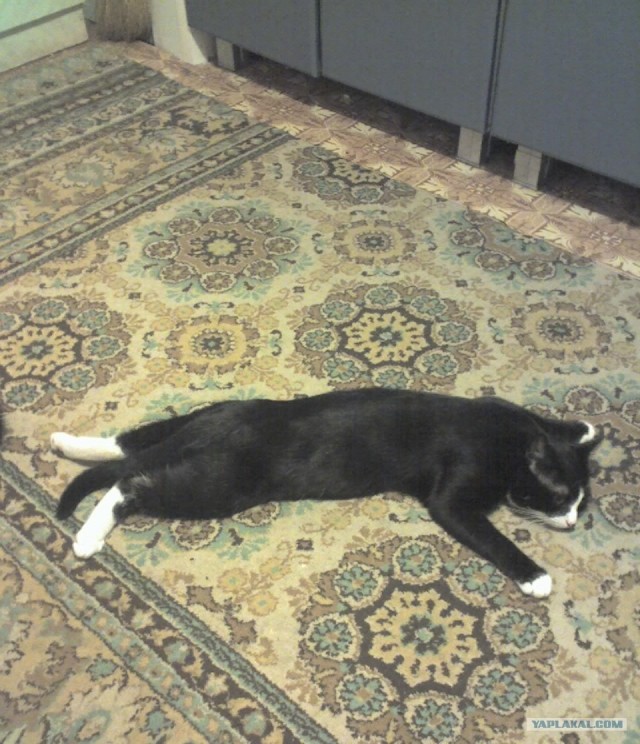 Сонный Котовторник