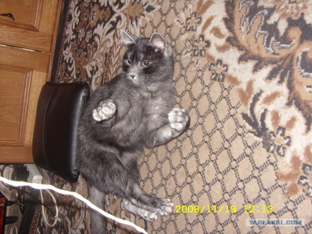 Котовторник 27.12.11