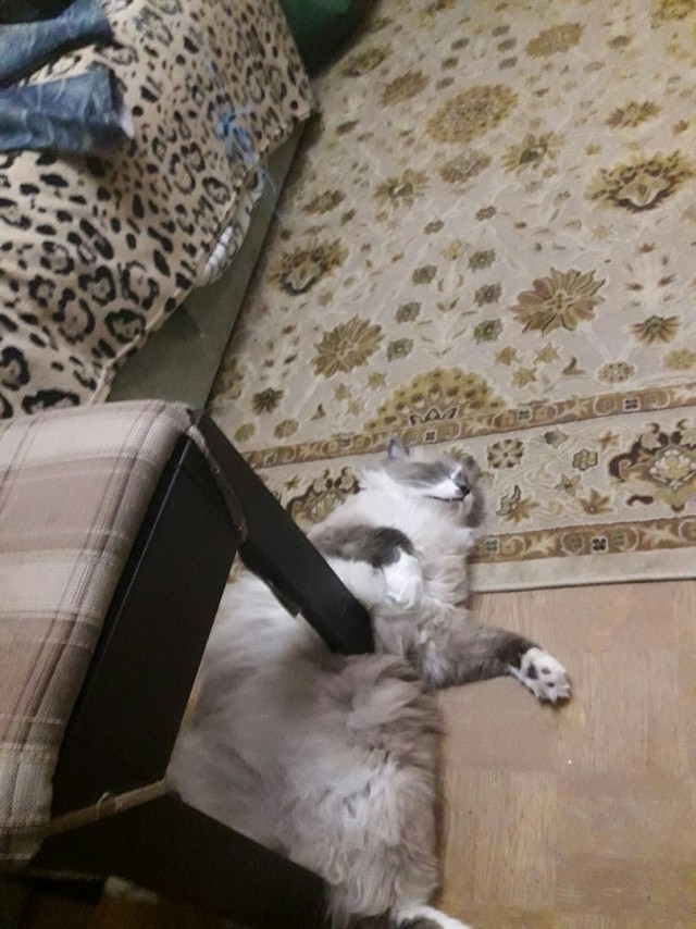 Прикольных котов пост