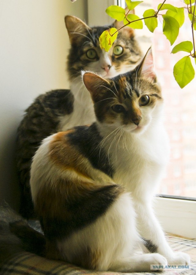 Котовторник (10.01.2012)