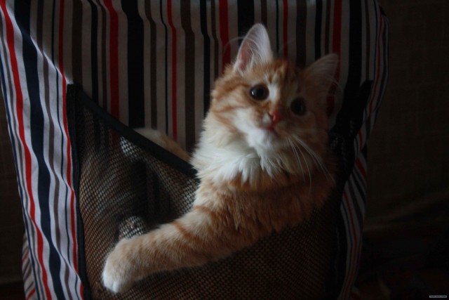 Котовторник (24. 01. 2012 )