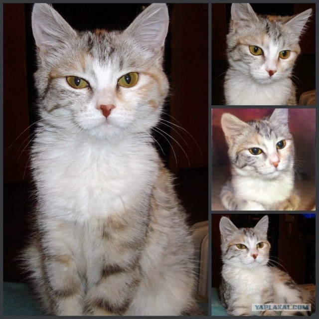 Котовторник! 13.03.2012