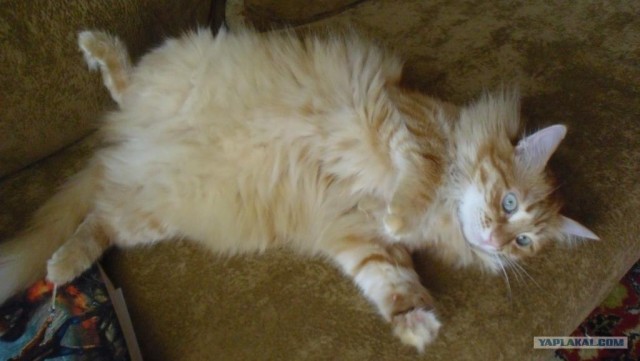 Котовторник 22.05.2012