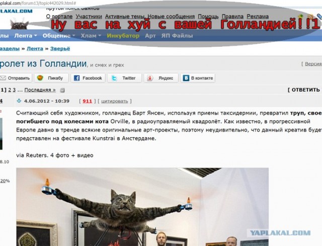 Кот-квадролет из Голландии