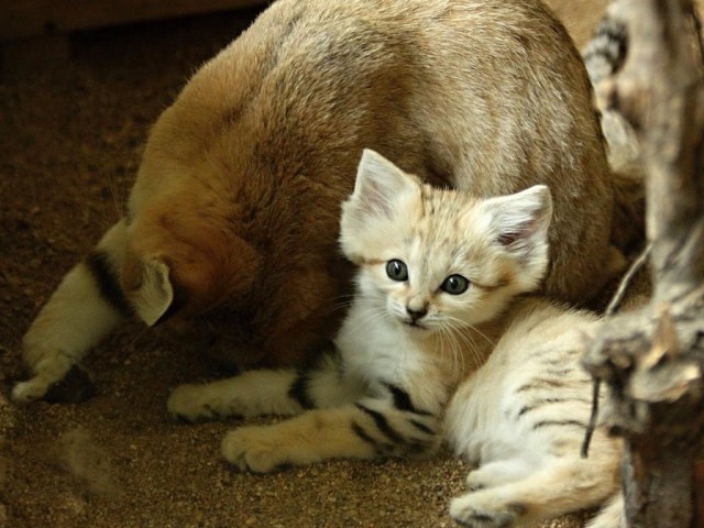 Барханная кошка, и барханный котенок
