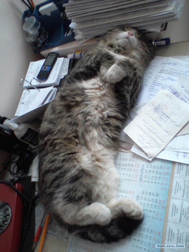 Котовторник 24.07.2012