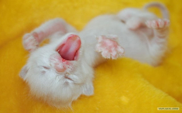 Котовторник  21.08.12