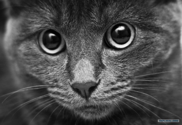 Котовторник  16.10.12