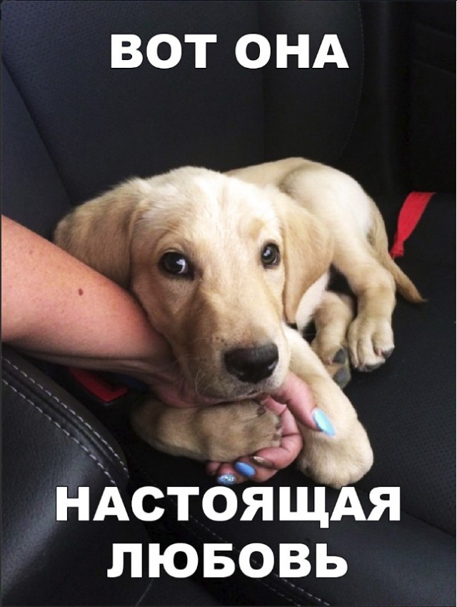 Милые животные. Мимиметр сломался