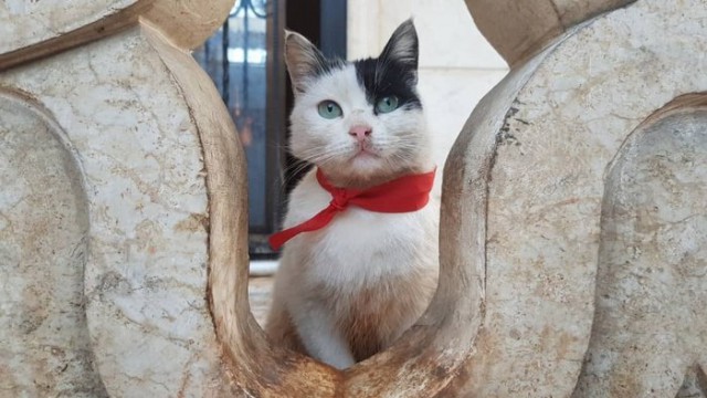 Забавные фото котеек