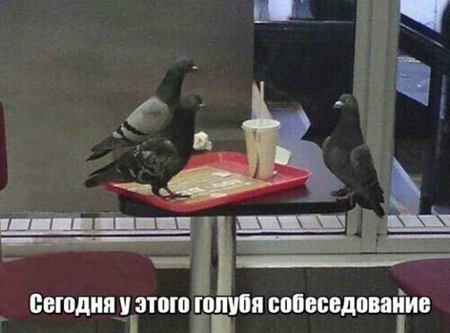 Анекдоты, соц-сети и картинки с надписями
