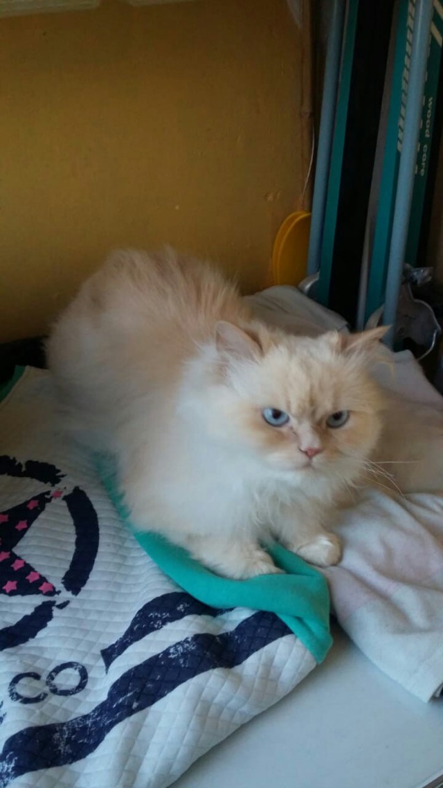 Забавные фото котеек