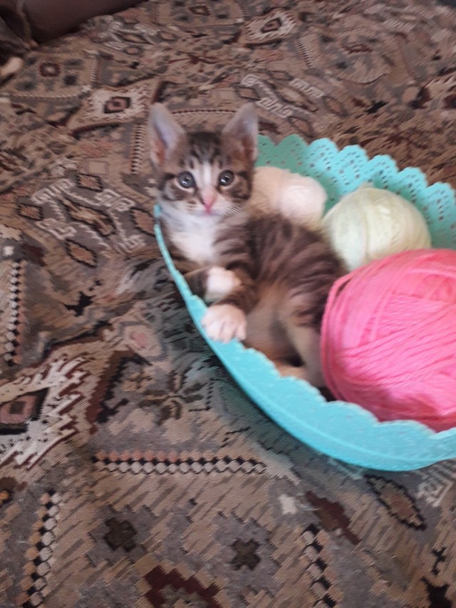 Забавные картинки с котами из сети