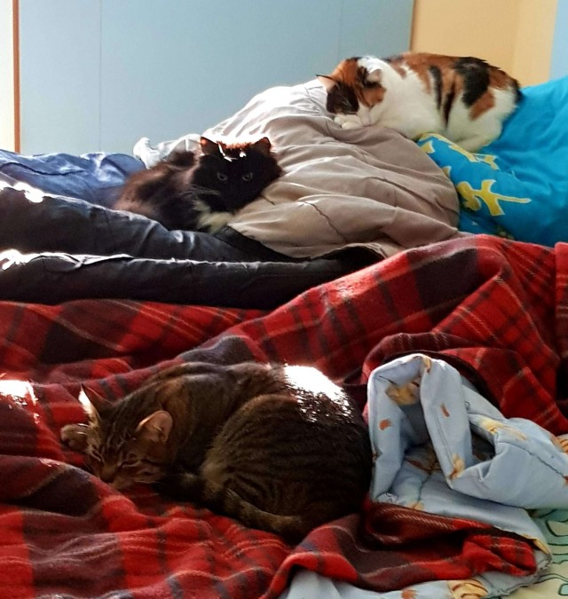 Что значит поза, в которой спит твоя кошка
