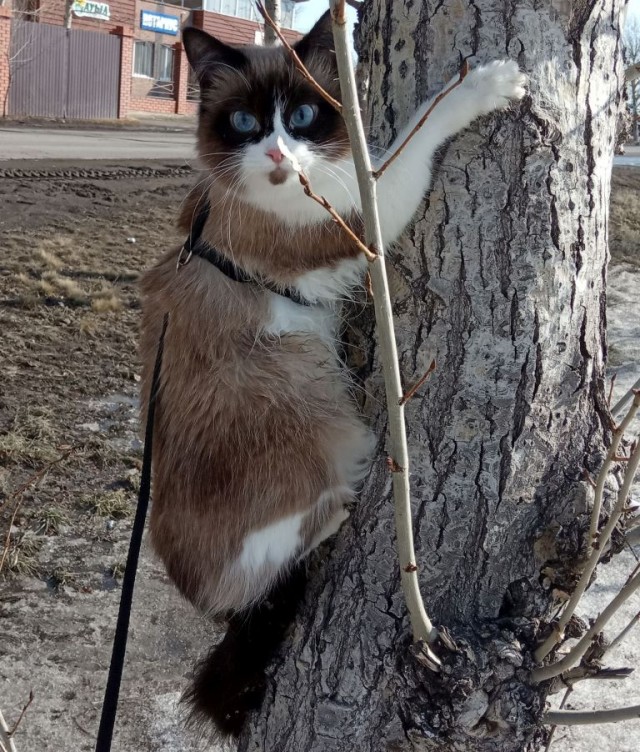 ̶К̶о̶р̶о̶н̶  Котовторник!