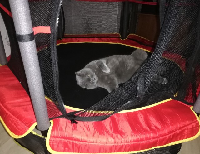 Давайте по котикам, которые с нами на самоизоляции