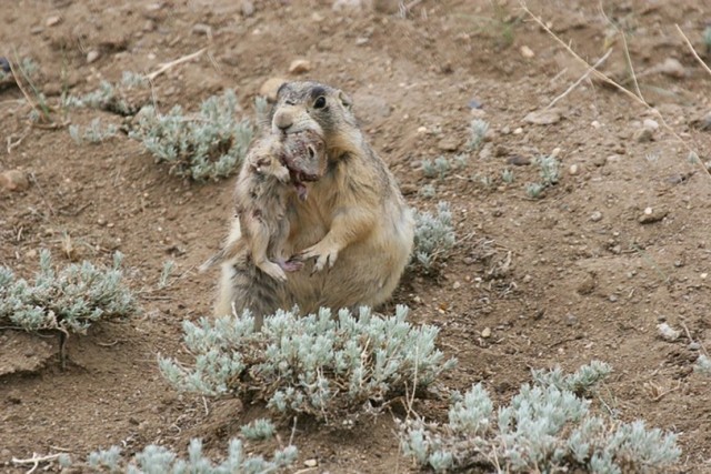 Добрый мультик про зверьков