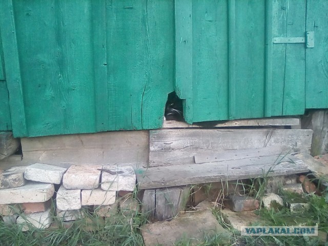 История одного котенка