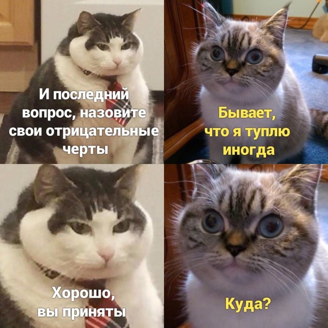 Про котикоф