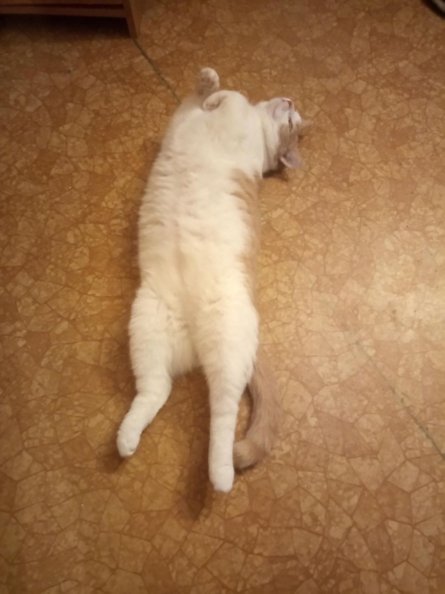 Котовторник же...