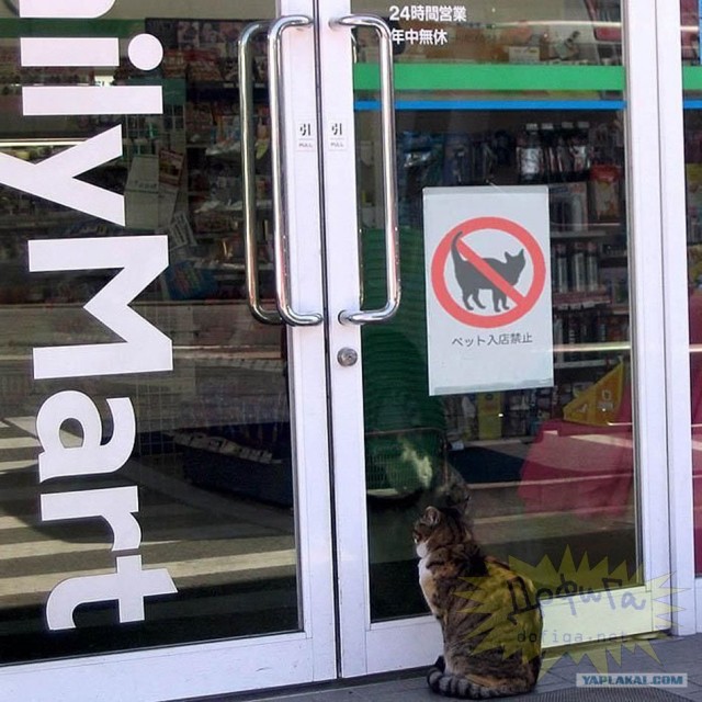 Не впускайте кота в парикхмахерскую)))
