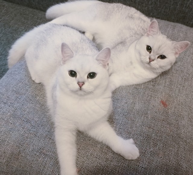 Коты они такие