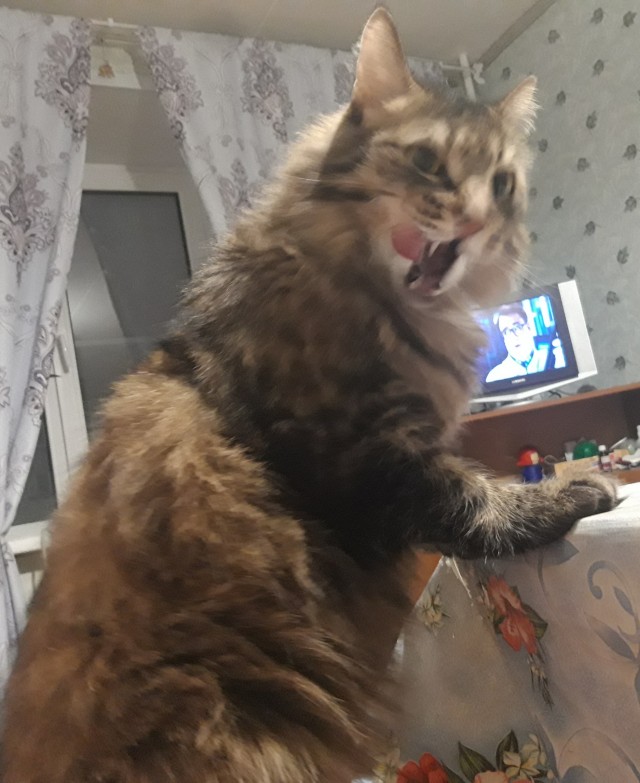 Подобрашка к котовторнику