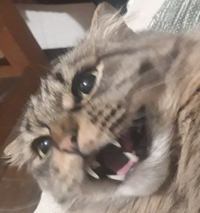 Котовторник. Добавляйте своих