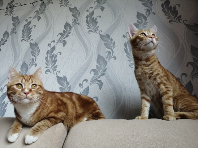 Котовторник же!