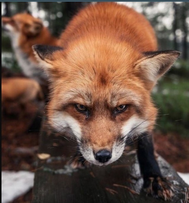 ПозитиФ Чик