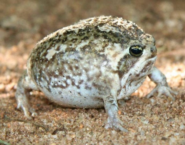 Необычная лягушка, Rain frog