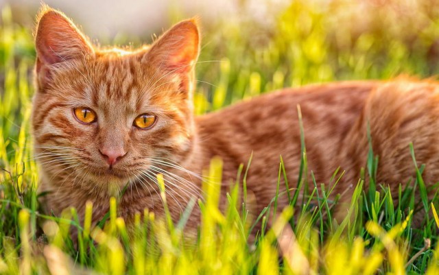 Которник