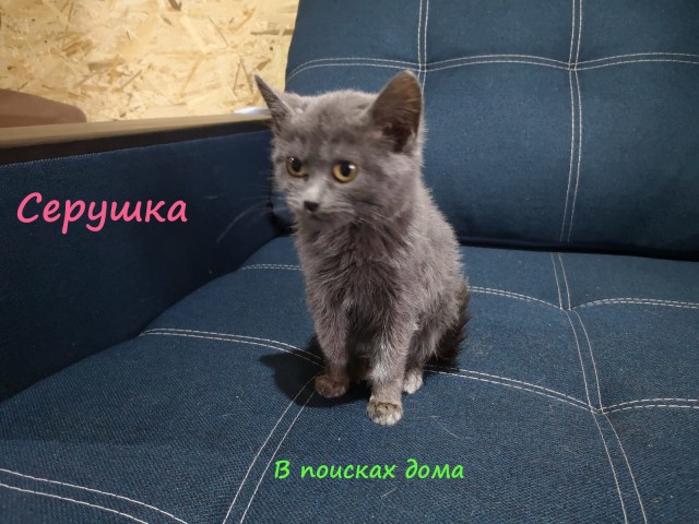Жизнь домашнего приюта "Котоленд" 309