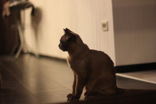 Котовторник 21.12.21