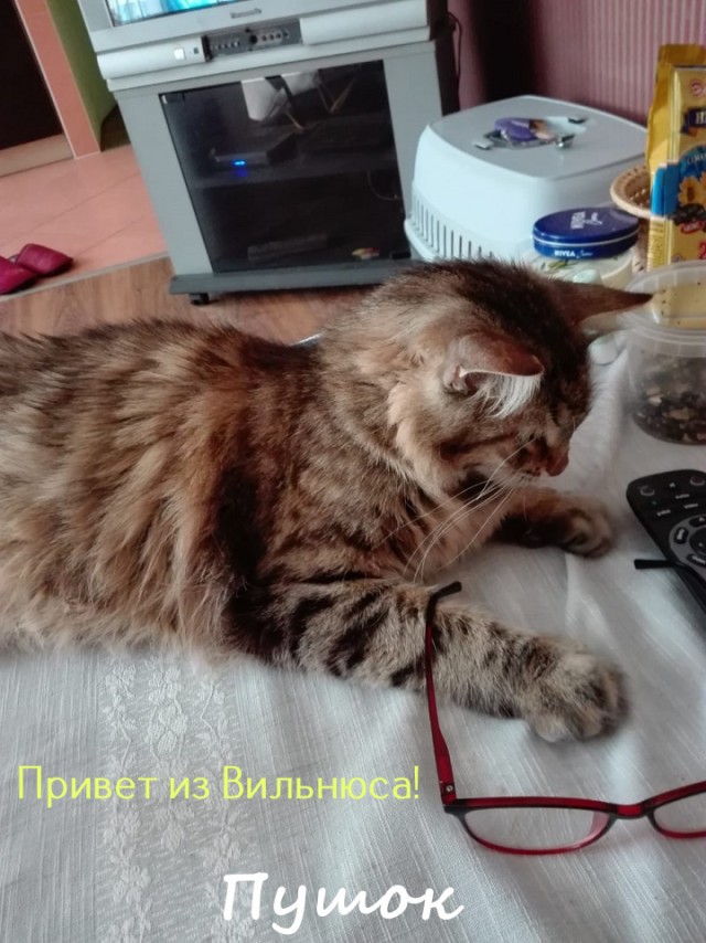 Жизнь домашнего приюта "Котоленд" 322