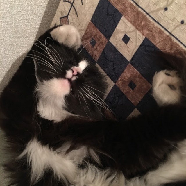 Долой политику, ура котикам!