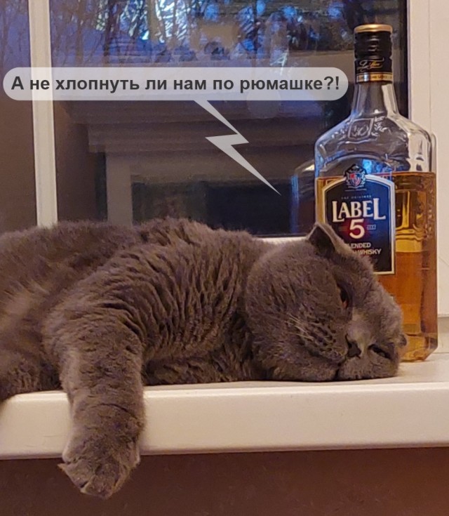 Это один и тот же кот