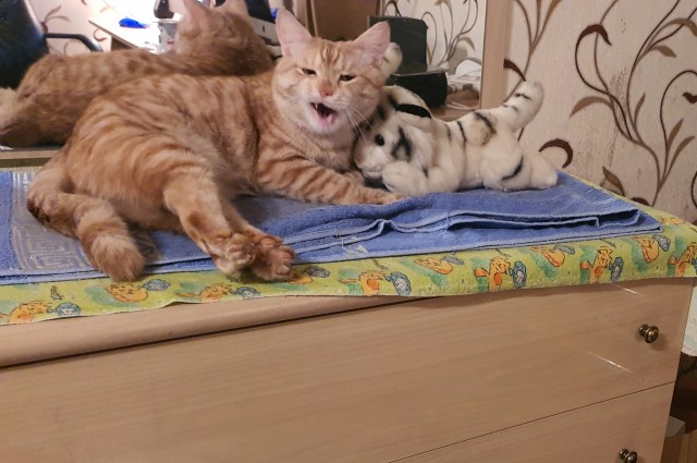 Котовторник вроде.